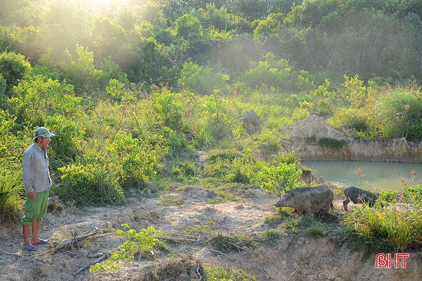9X Nghi Xuan recupera tierras montañosas para criar cientos de jabalíes