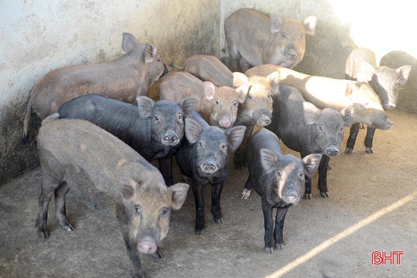 9X Nghi Xuan recupera tierras montañosas para criar cientos de jabalíes