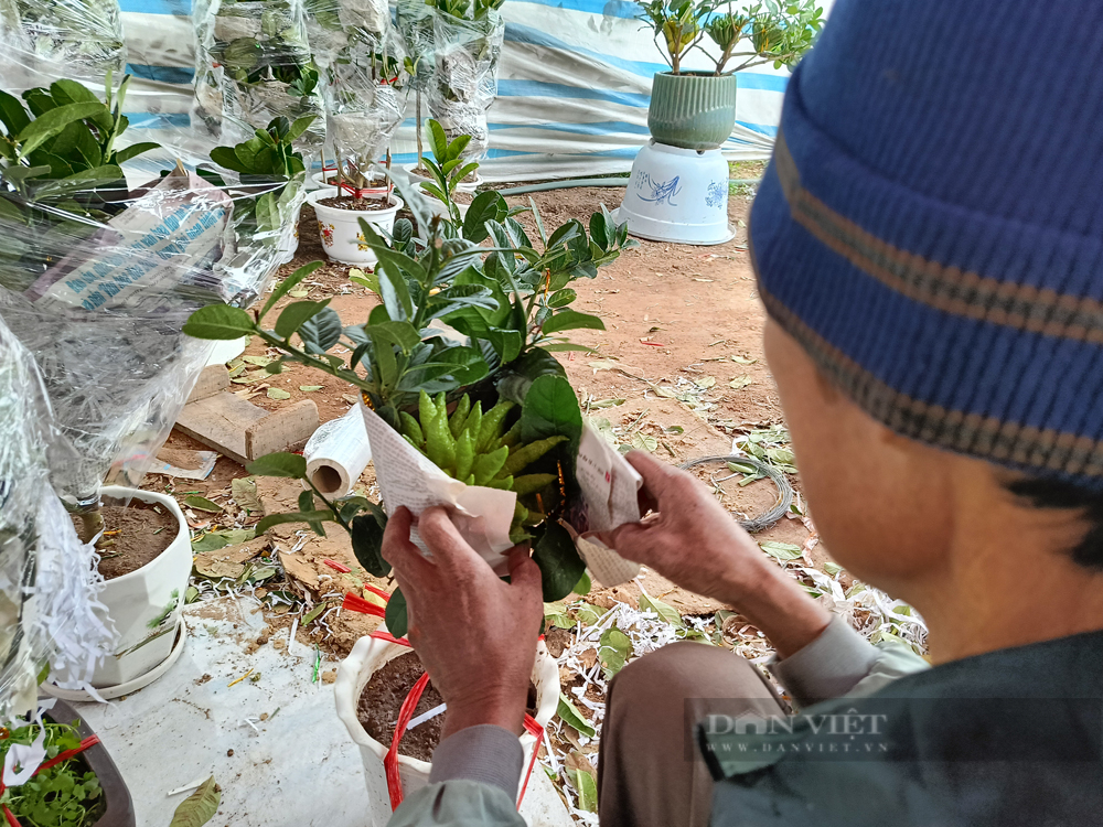 Cận Tết, cây bonsai 