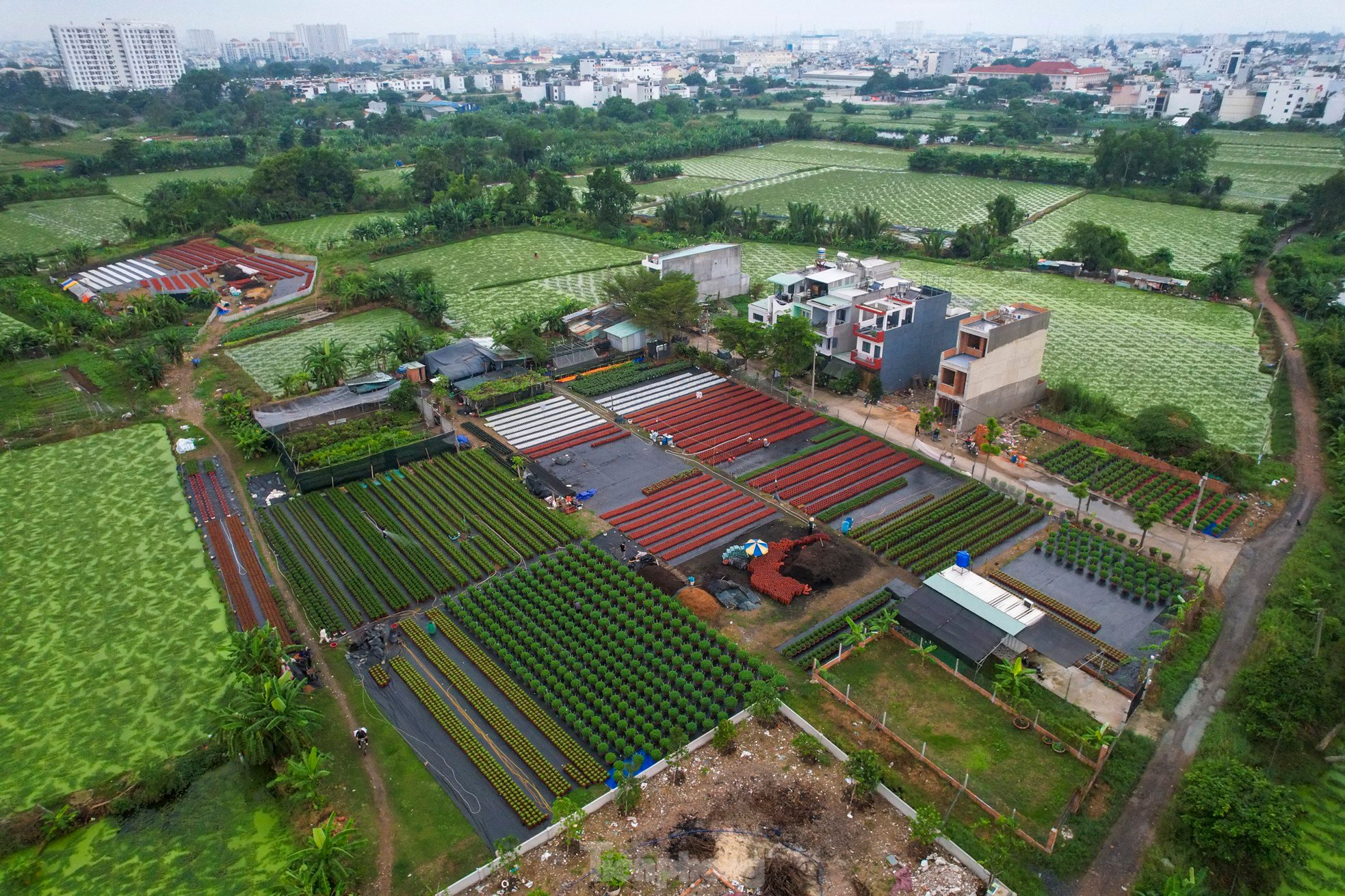 El pueblo de flores del Tet más grande de la ciudad de Ho Chi Minh está 'distorsionado' por el clima foto 1