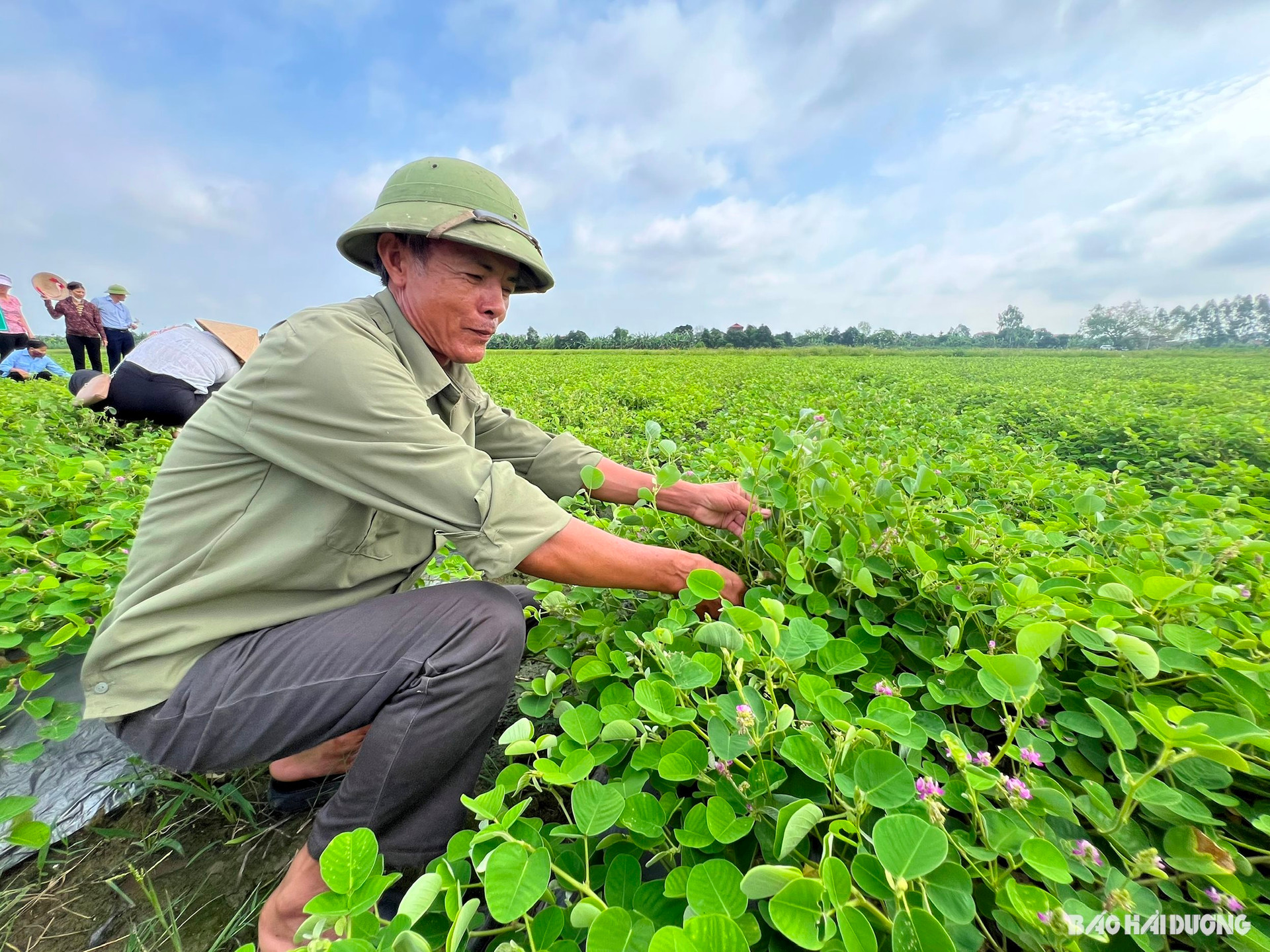 Trồng loài cây dược liệu có tác dụng với bệnh sỏi thận, nông dân một xã của tỉnh Hải Dương thu trăm triệu/ha- Ảnh 1.