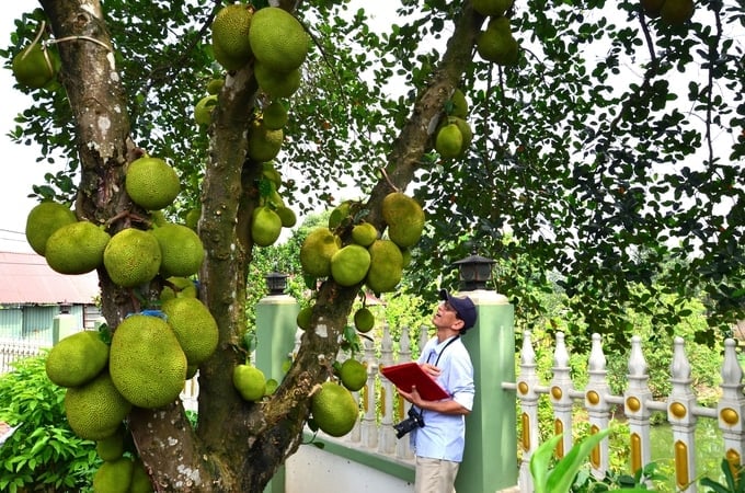 Cây mít đầu dòng của bà Lê Thị Hoan (xã Sơn Đông, thị xã Sơn Tây). Ảnh: Dương Đình Tường.