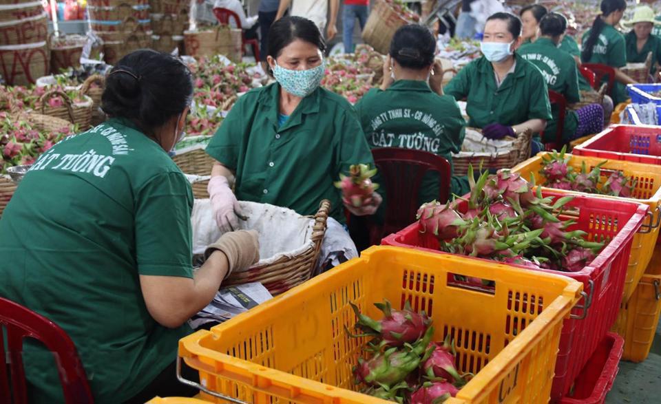 Processing and packaging dragon fruit for export. Illustrative photo