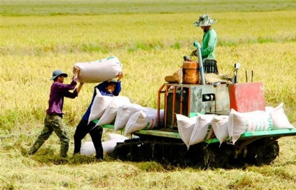 Giá lúa yên ắng, giá gạo trong nước tăng