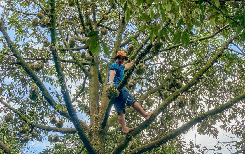 Cầm dao đi “gõ” sầu riêng, kiếm tiền triệu mỗi ngày  ảnh 2