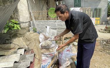 Fresh cassava is fermented to become year-round food for Mr. An Van Dao's chickens.