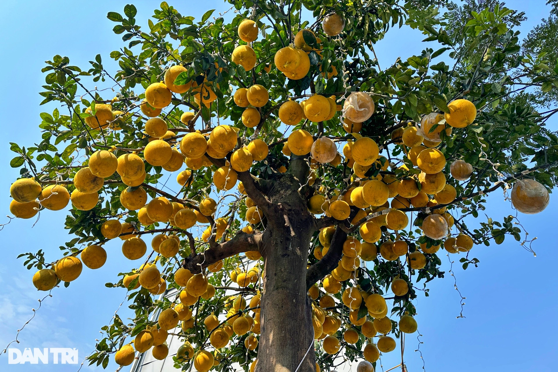 Los pomelos de Dien de Norte a Sur celebran el Tet con anticipación, los clientes han reservado el 40%