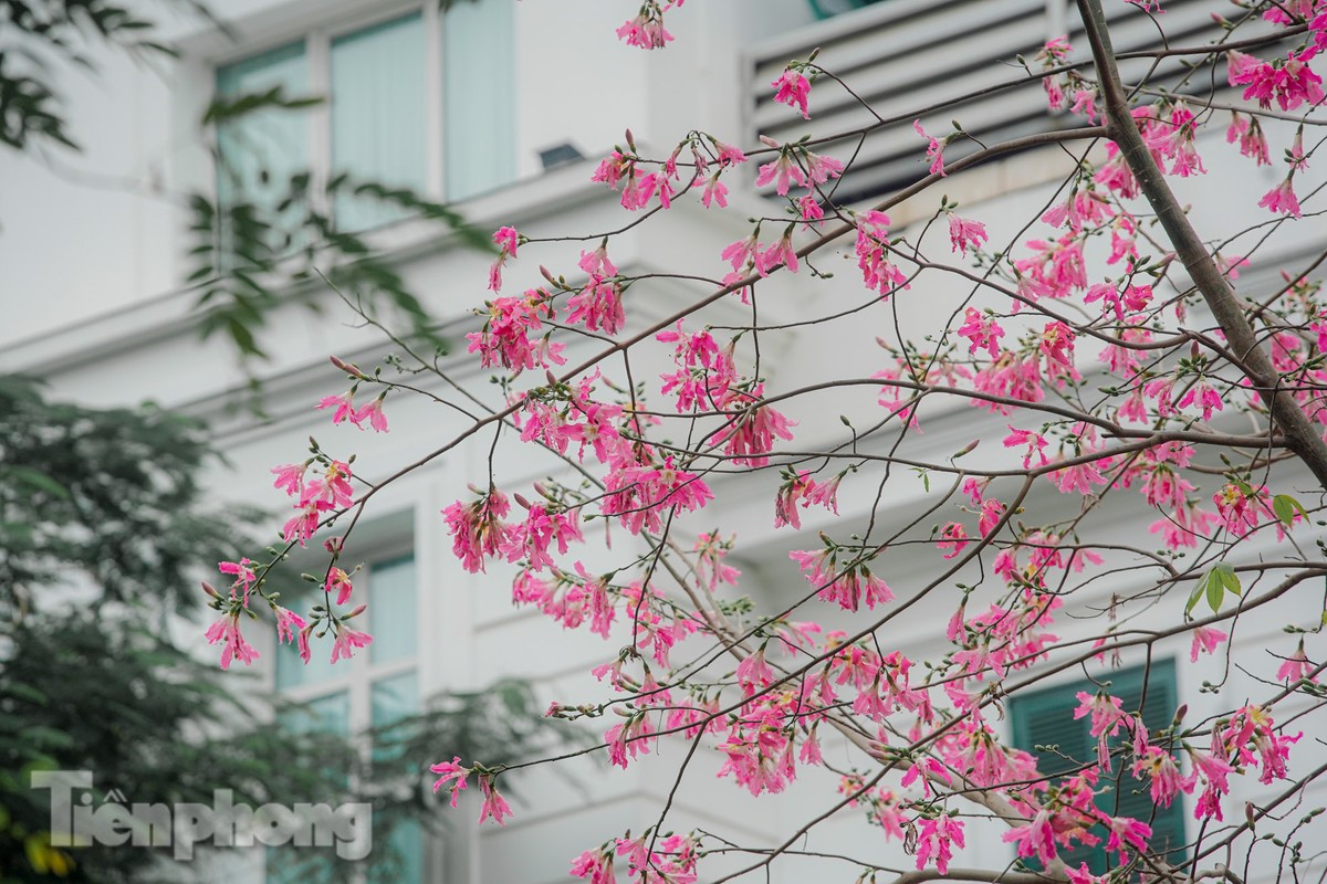 Bewundern Sie die bezaubernde Pracht der wunderschönen Blumen im Herzen von Hanoi Foto 10