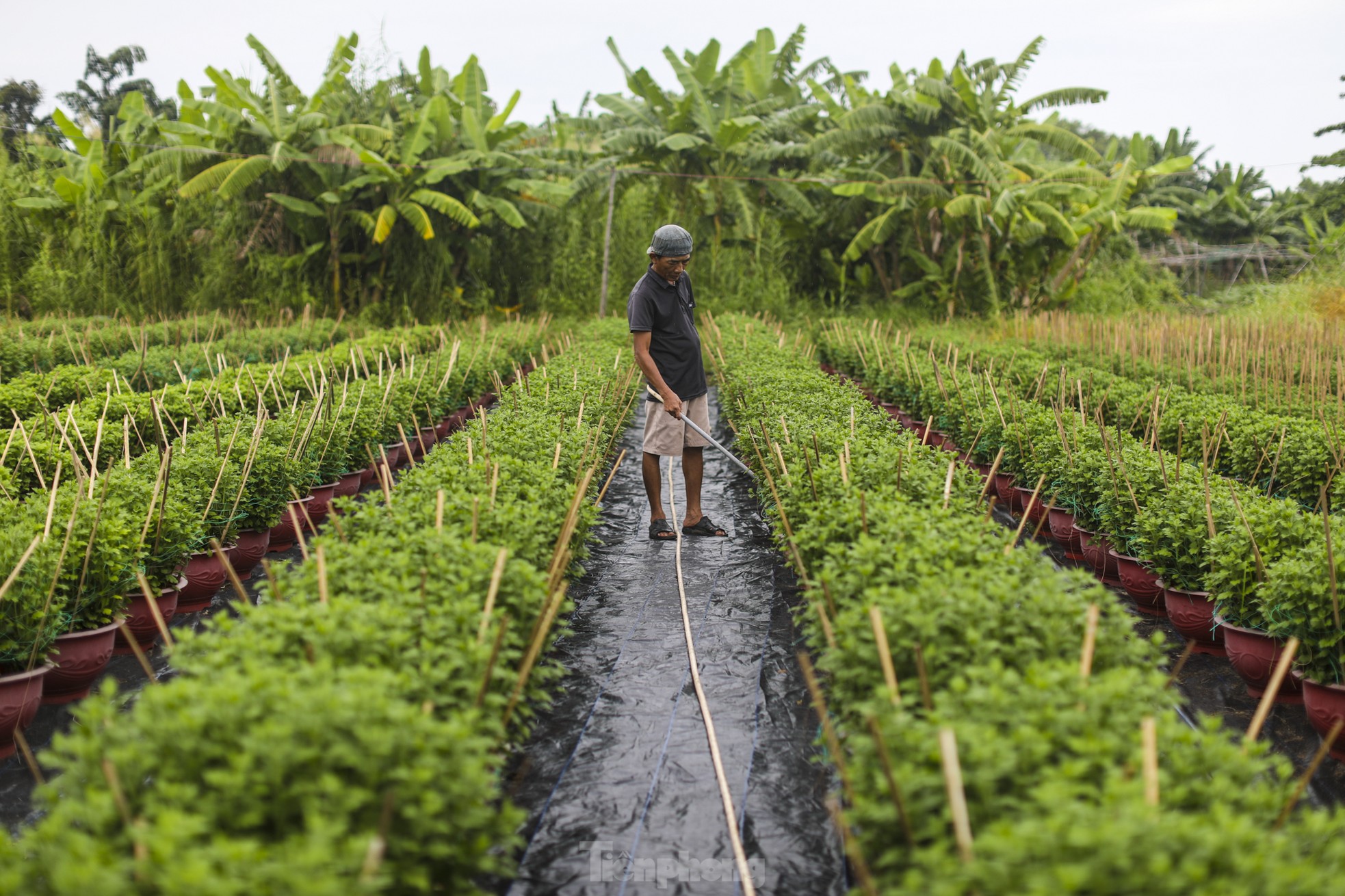 El pueblo de flores del Tet más grande de la ciudad de Ho Chi Minh está 'distorsionado' por el clima foto 13