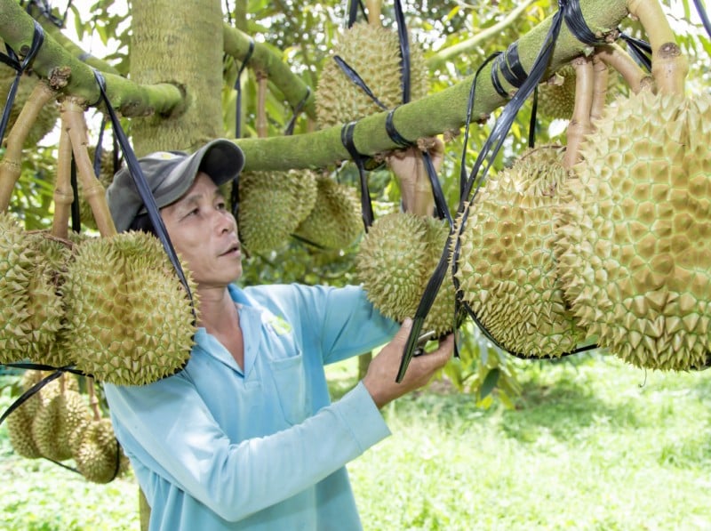 Exporter des fruits et légumes vers le marché chinois en 2024 : de grandes opportunités