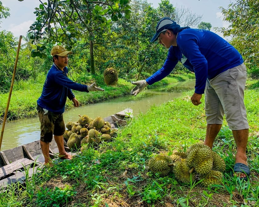 Tenir un couteau pour « faire tomber » du durian, gagner des millions chaque jour photo 1