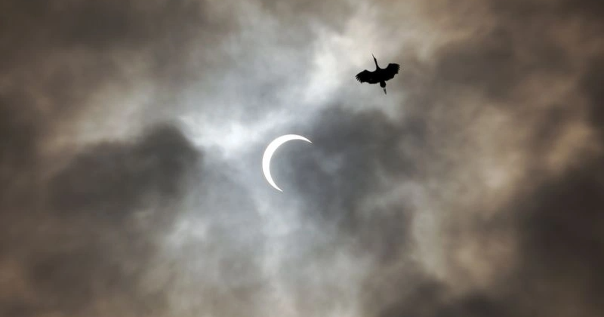 Comment le comportement des oiseaux change-t-il lors d’une éclipse solaire ?