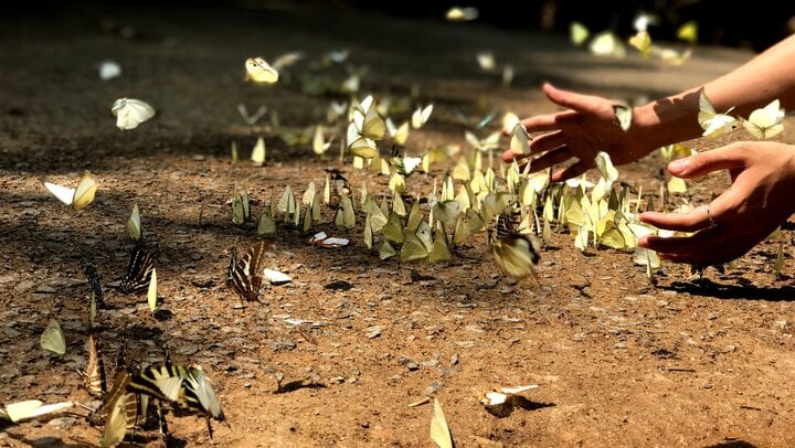 Come to Nam Cat Tien to see the beautiful butterfly season like a fairy tale