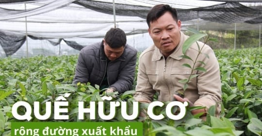 Huyện có 11 nghìn ha quế hữu cơ