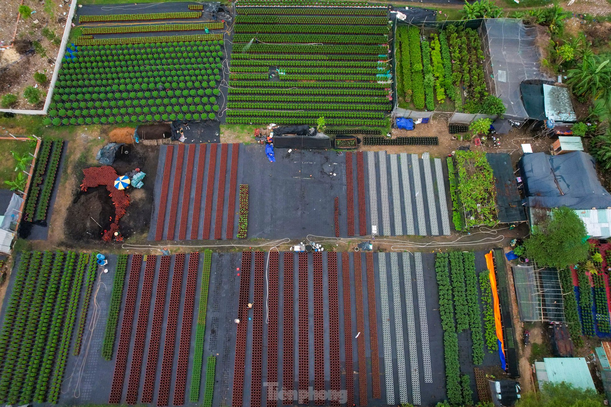 El pueblo de flores del Tet más grande de la ciudad de Ho Chi Minh está 'distorsionado' por el clima foto 7