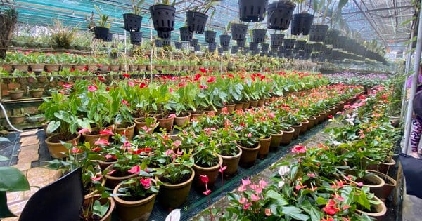 Hanoi eröffnet 70 Frühlingsblumenmärkte zum Tet-Fest 2025