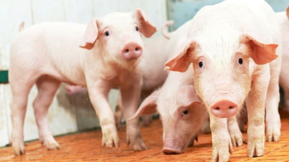 Pig price on September 20, 2024: Will pig prices continue to stay high until the end of the year?