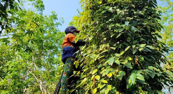 Vietnam aumenta sus importaciones de pimienta tras un ligero aumento de 500 VND/kg en Dak Lak