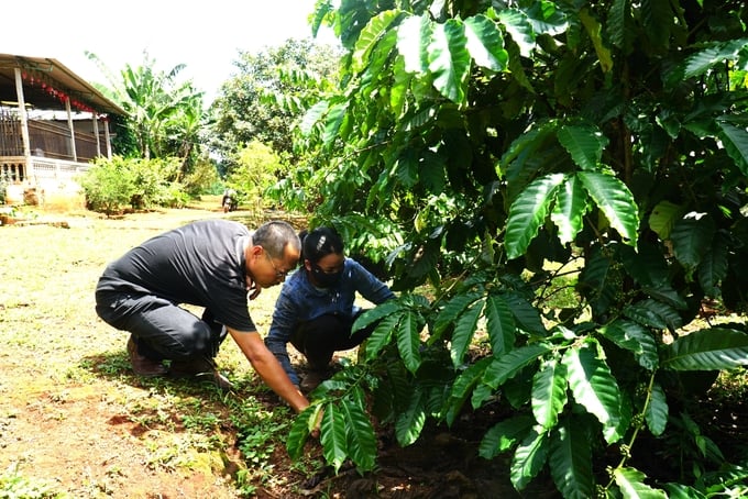 Vườn cây của chị Xuân được canh tác theo hướng hữu cơ, thuận theo tự nhiên. Ảnh: Tuấn Anh.