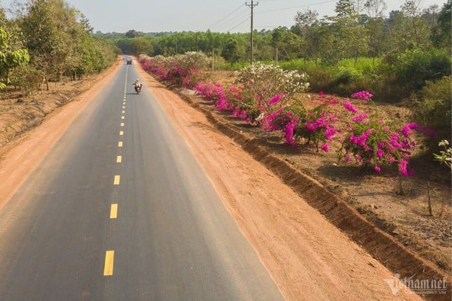 El misterio del camino de buganvillas de 25 km en medio de la selva en Dong Nai foto 6