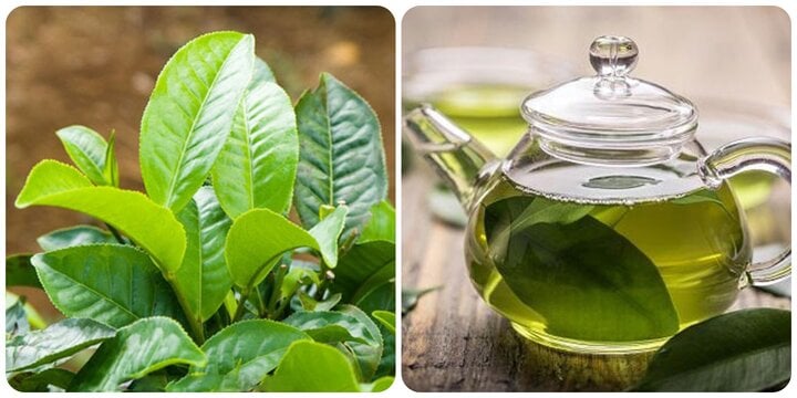 Drinking fresh tea properly brings many health benefits to the body.