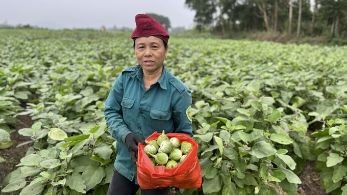 Cà dừa ở Thượng Lộc được đánh giá có chất lượng tốt, được người tiêu dùng rất ưa chuộng. Ảnh: Ánh Nguyệt.