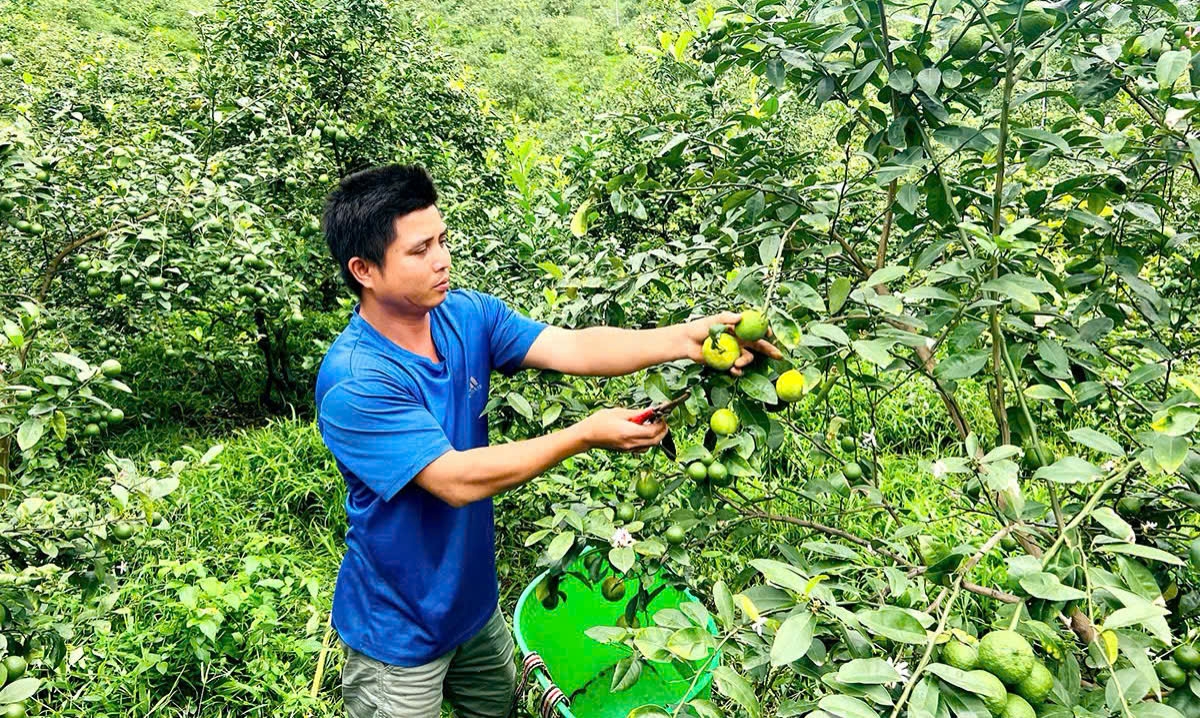 Anh Phạm Văn Quảng, thôn Sơn Thủy thu hoạch chanh tứ thì.