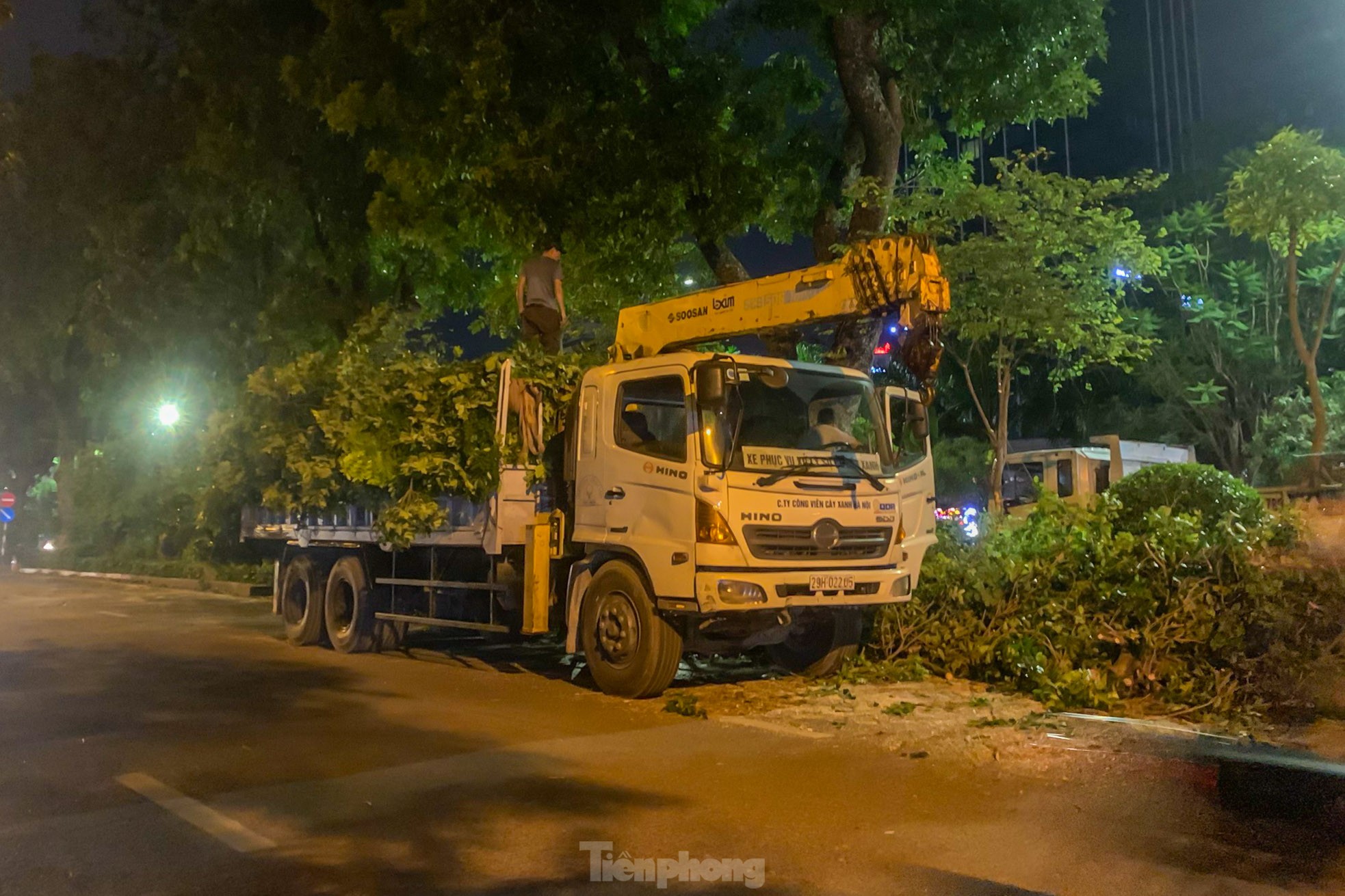 Pruning the hundred-year-old rosewood trees on Lang Street overnight, photo 14