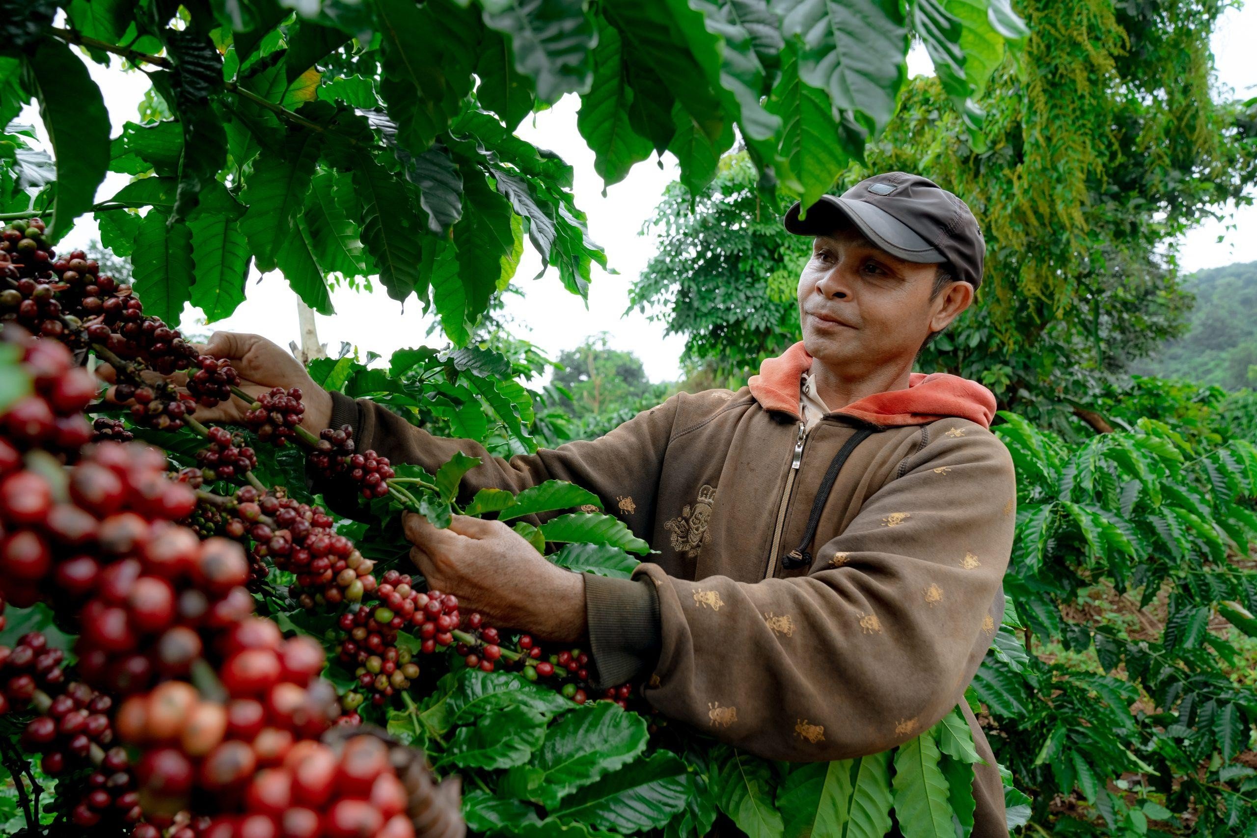 Coffee prices are high, what should businesses do to seize the opportunity?