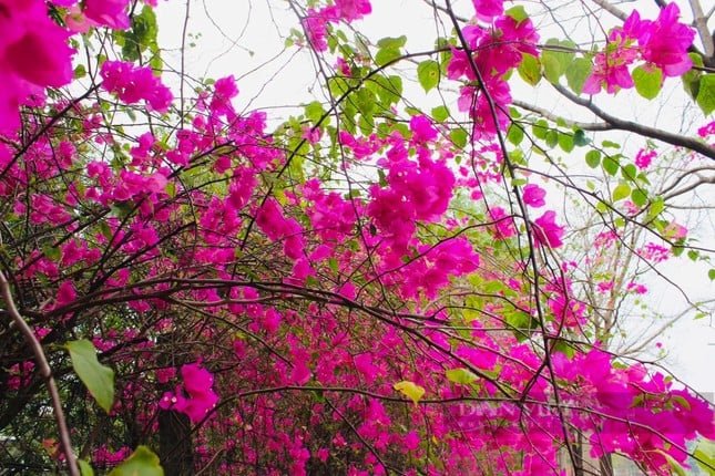 La hermosa carretera de flores de papel como en una película en la ciudad de Ho Chi Minh está causando revuelo en Internet. Foto 4