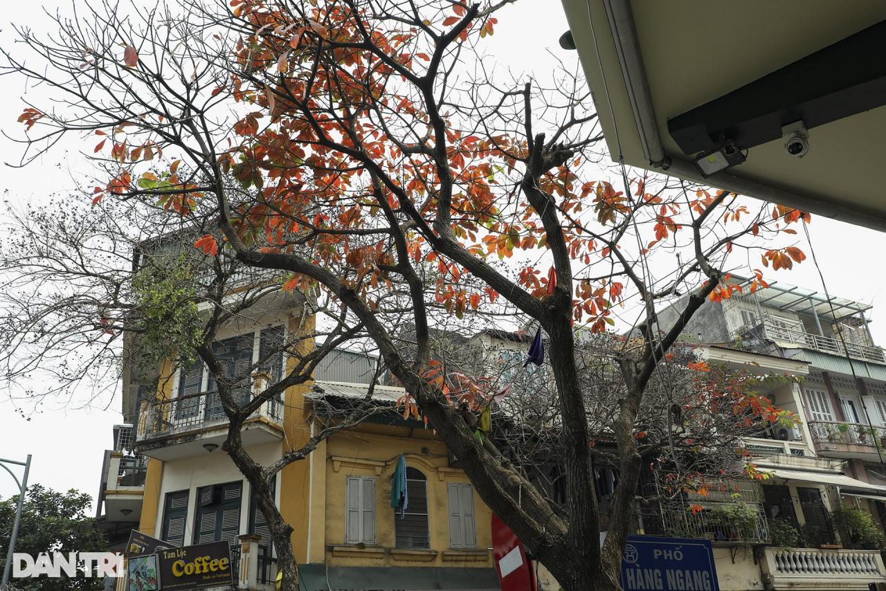 ハノイの紅葉シーズンの奇妙に美しい街角 - 2 Những góc phố đẹp lạ trong mùa cây lá đỏ ở Hà Nội - 2