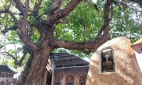 Binh Duong anuncia el árbol del patrimonio de Vietnam y su mascota récord