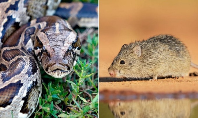 Tigerpython und Baumwollratte. Foto: Rhona Wise/Danita Delimont