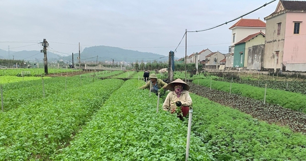 Trồng rau thơm, rau tía tô, kinh giới kiểu gì, dân một xã Nghệ An chăm nhàn, hễ nhổ là bán hết veo?