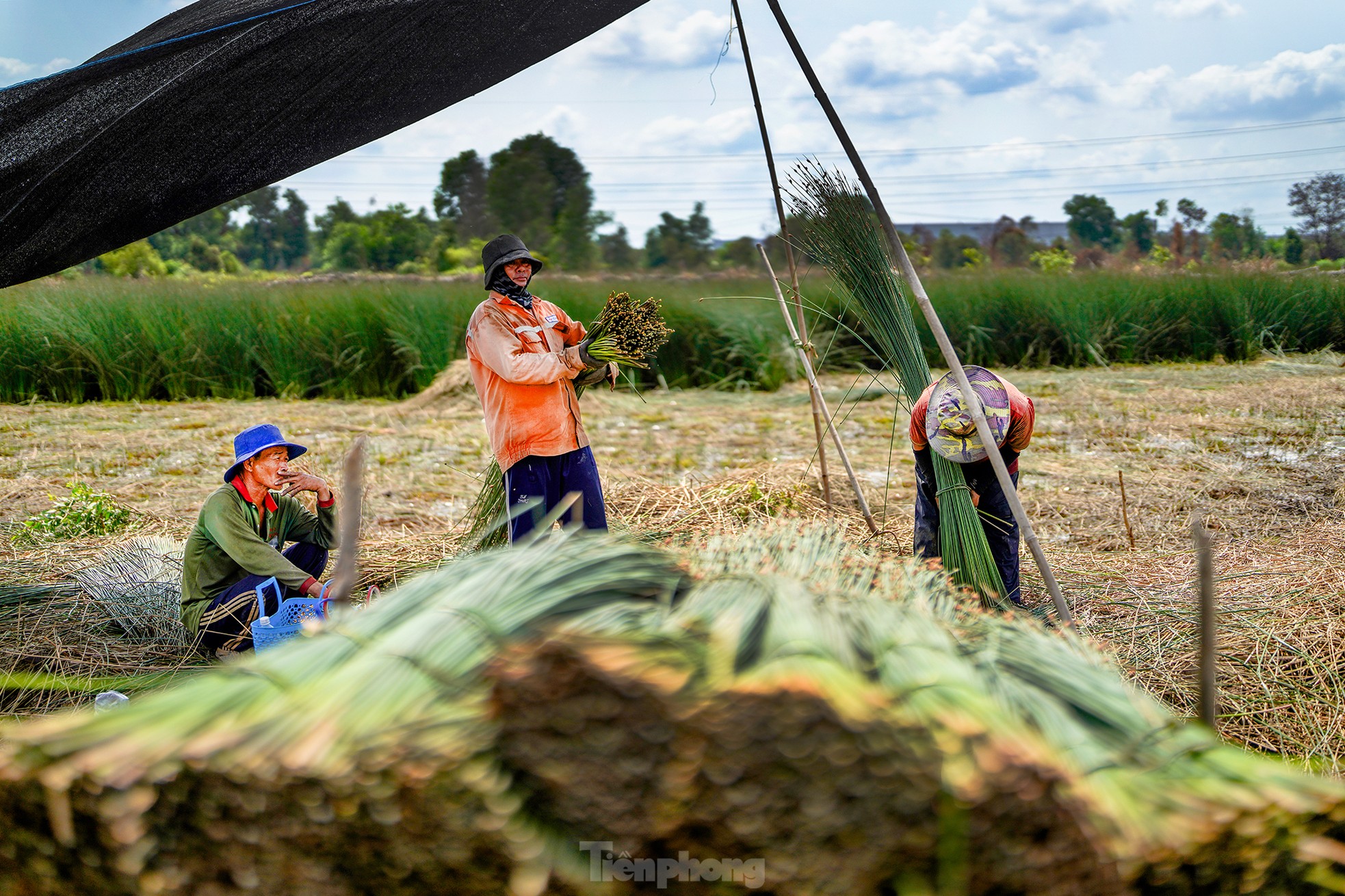 Variedad de césped fácil de cultivar que genera cientos de millones de dongs en ingresos. Foto 24