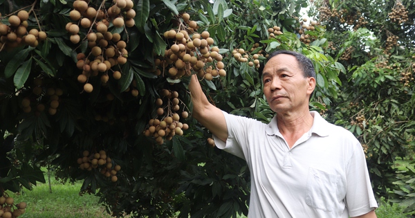 مؤسس العلامة التجارية Xuan Thuy longan في Hoa Binh