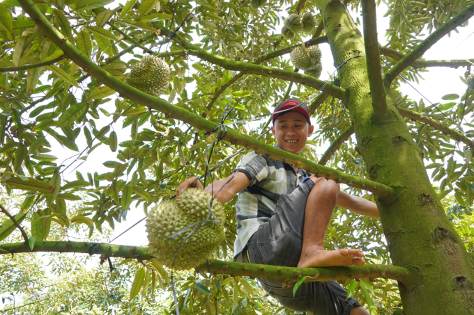 Mr. Nguyen Tan My has been cutting durian for more than 9 years with his bare hands. Photo: Hoang Nam