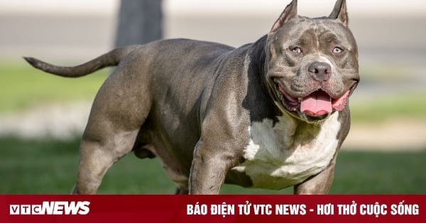 Vì sao vết cắn của chó Pitbull đáng sợ hơn những giống chó khác?