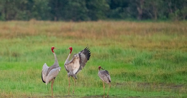 Nhà khoa học đã làm điều này để dụ sếu đầu đỏ trở lại Vườn Quốc gia Tràm Chim