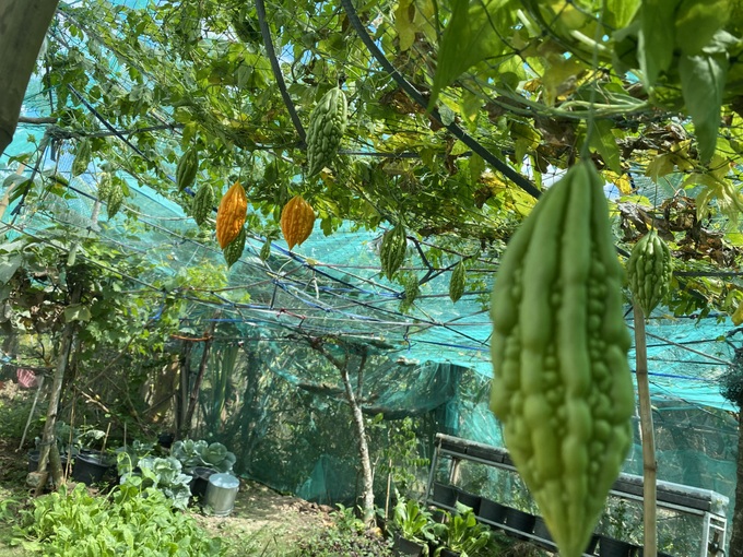 Vườn rau trái trĩu quả của chàng trai liệt hai chân ở miền Tây gây 