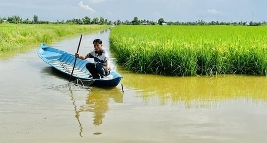 Organic rice and shrimp are favorable to participate in the 1 million hectare rice project