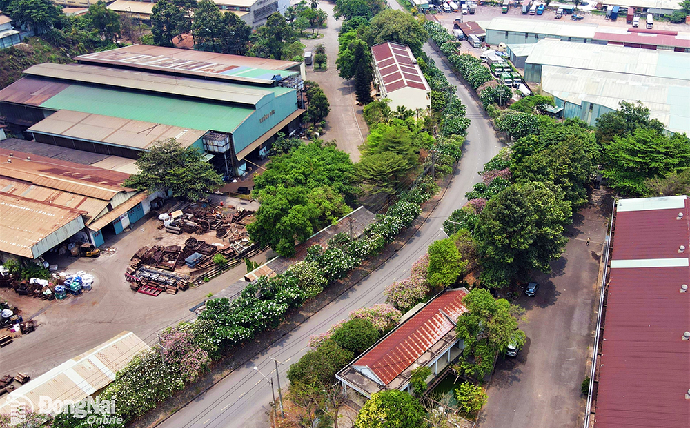 Des centaines de frangipaniers fleurissent ensemble sur la route n° 3, parc industriel de Bien Hoa 1