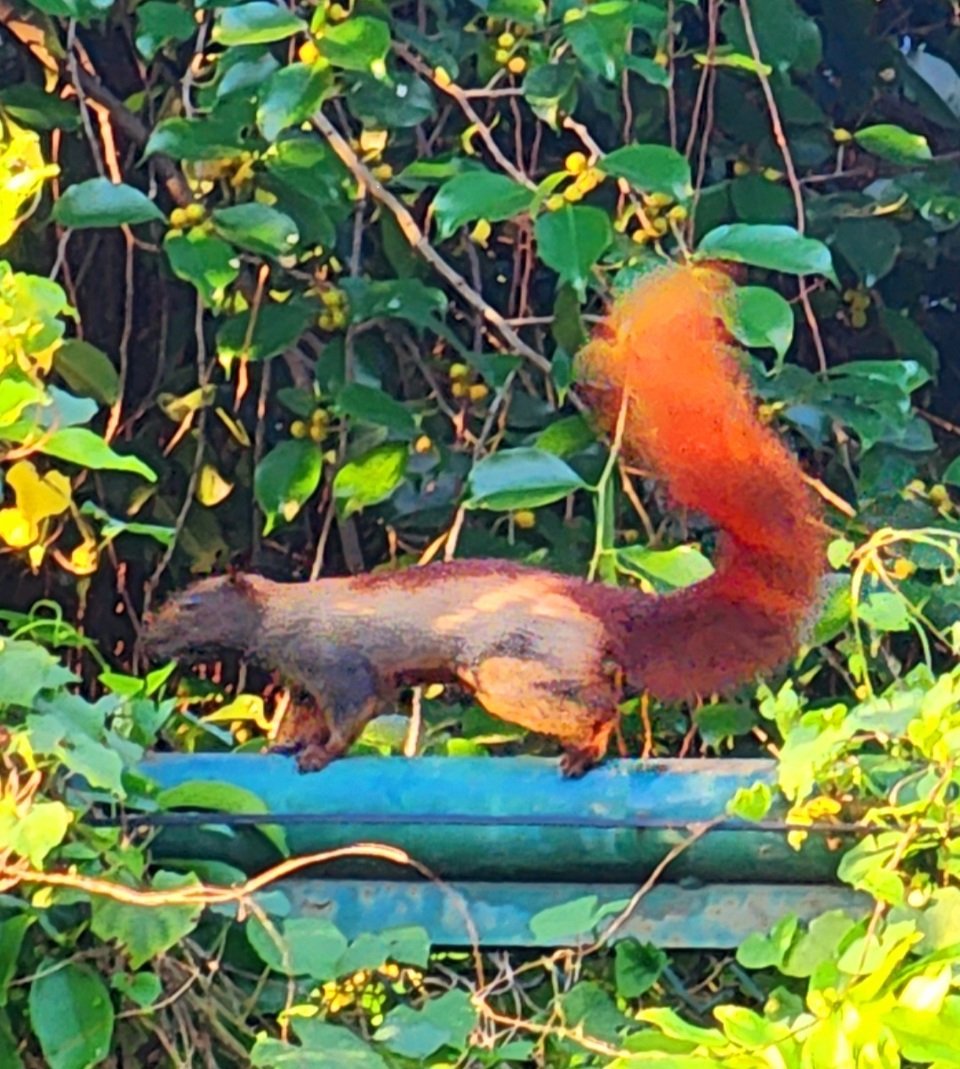 Im März dieses Jahres kommen Touristen nach Ho-Chi-Minh-Stadt Minh wird überrascht sein, viele kleine, menschenfreundliche Eichhörnchen auf den Blumenbeeten herumlaufen zu sehen.