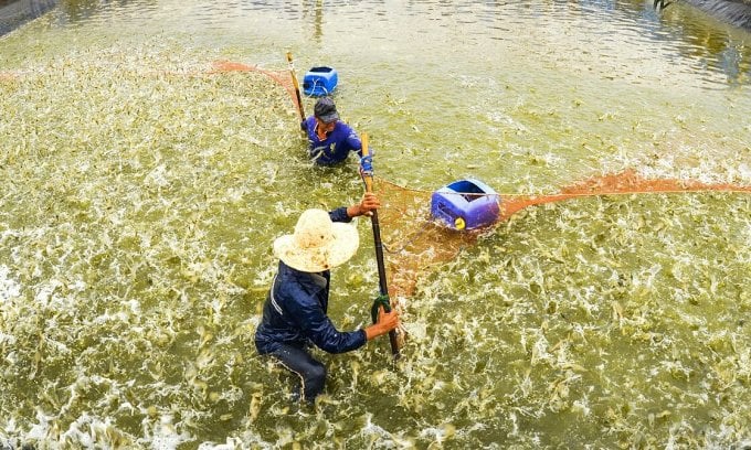 High-tech shrimp farming process in Bac Lieu city. Photo: An Minh