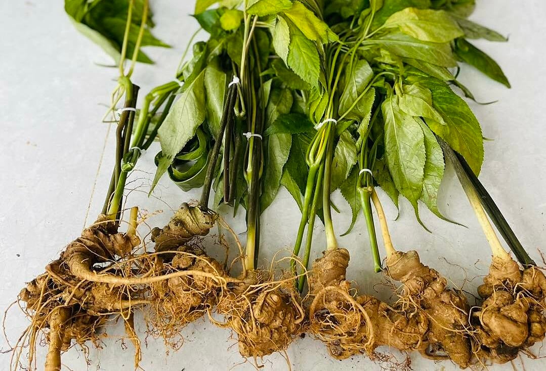 Plusieurs centaines de milliers de dongs pour un « ginseng Ngoc Linh de 7 ans »