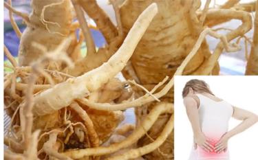 La raíz de Panax ginseng es eficaz en el tratamiento del dolor de espalda.