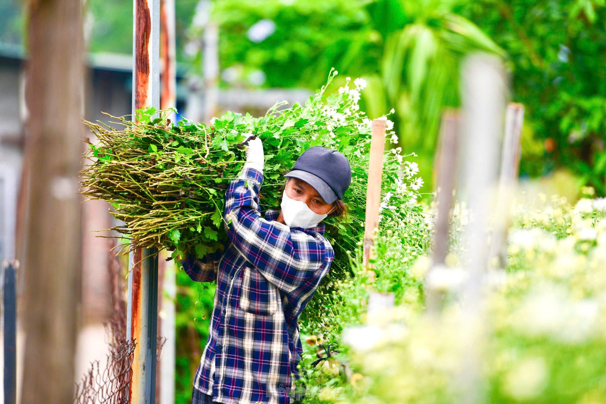 สวนดอกเดซี่หายากที่รอดพ้นจากพายุไต้ฝุ่นยางิที่บานสะพรั่ง อวดสีสันให้ชม ภาพที่ 9