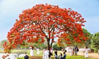 Royal poinciana trees blooming brilliantly in the suburbs of Hanoi attract young people to camp to 'escape the heat'