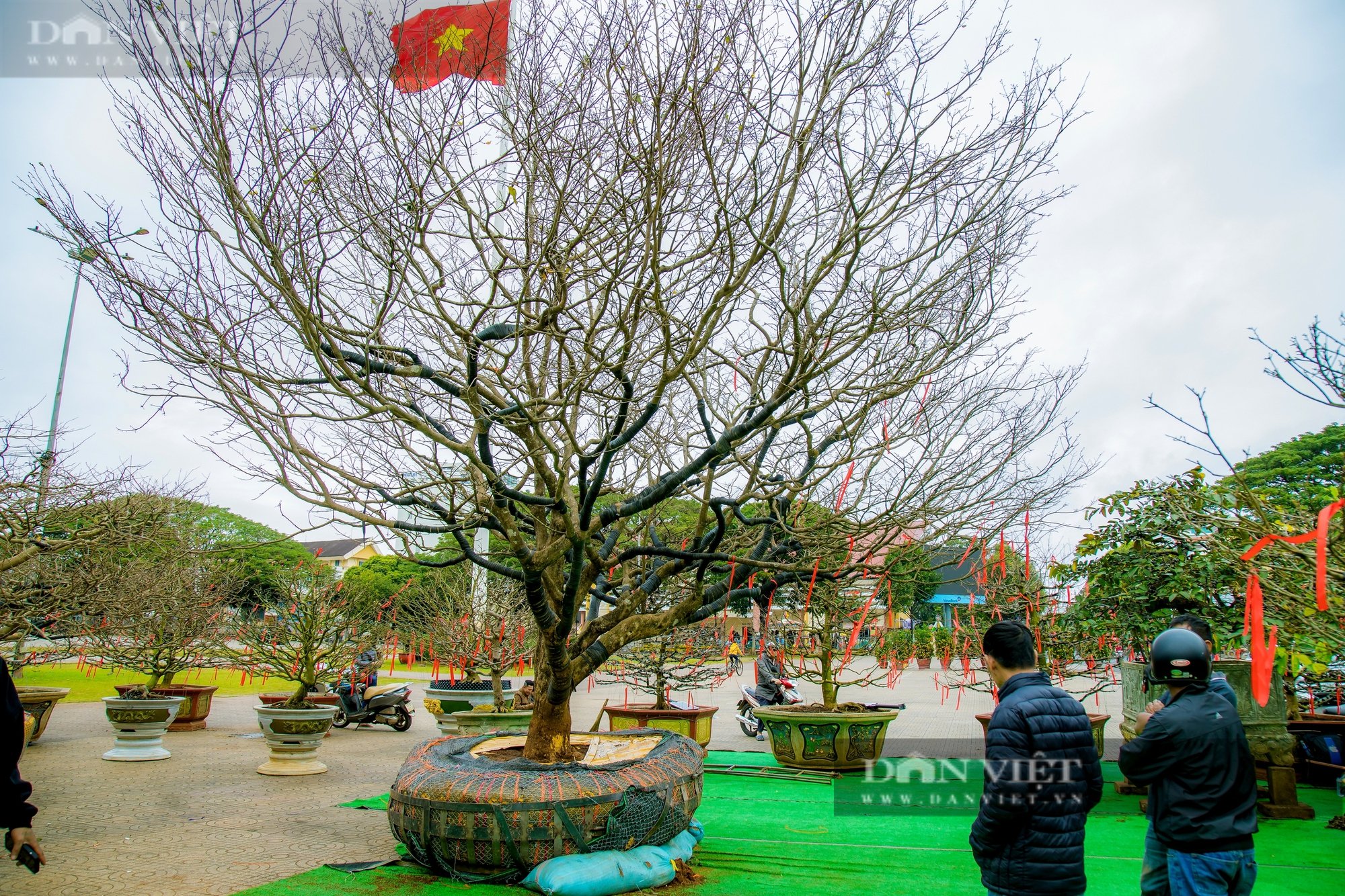 Cây mai 