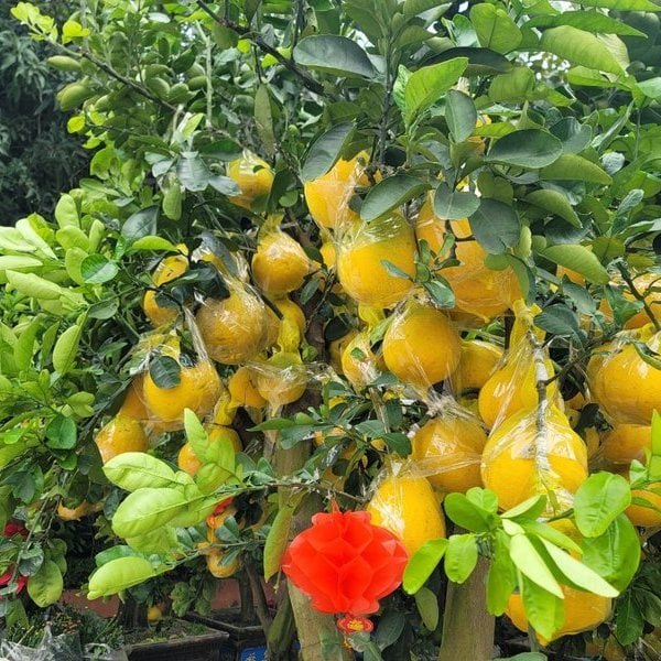 Peach blossoms, grapefruit bonsai, and yellow apricot blossoms are on the streets to serve people during Tet.